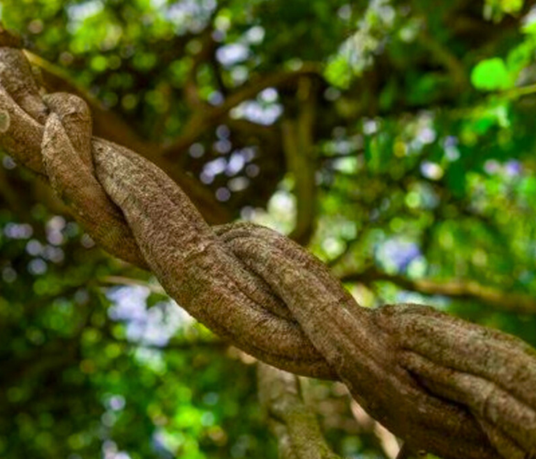 What is Ayahuasca?