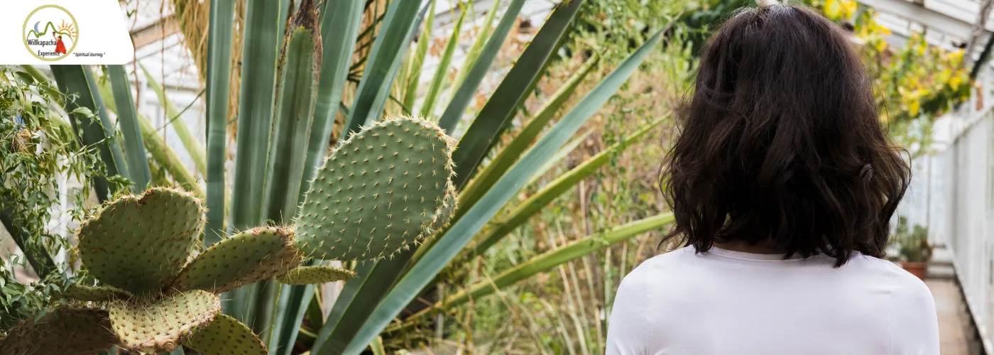 Where Can You Join a San Pedro Ceremony