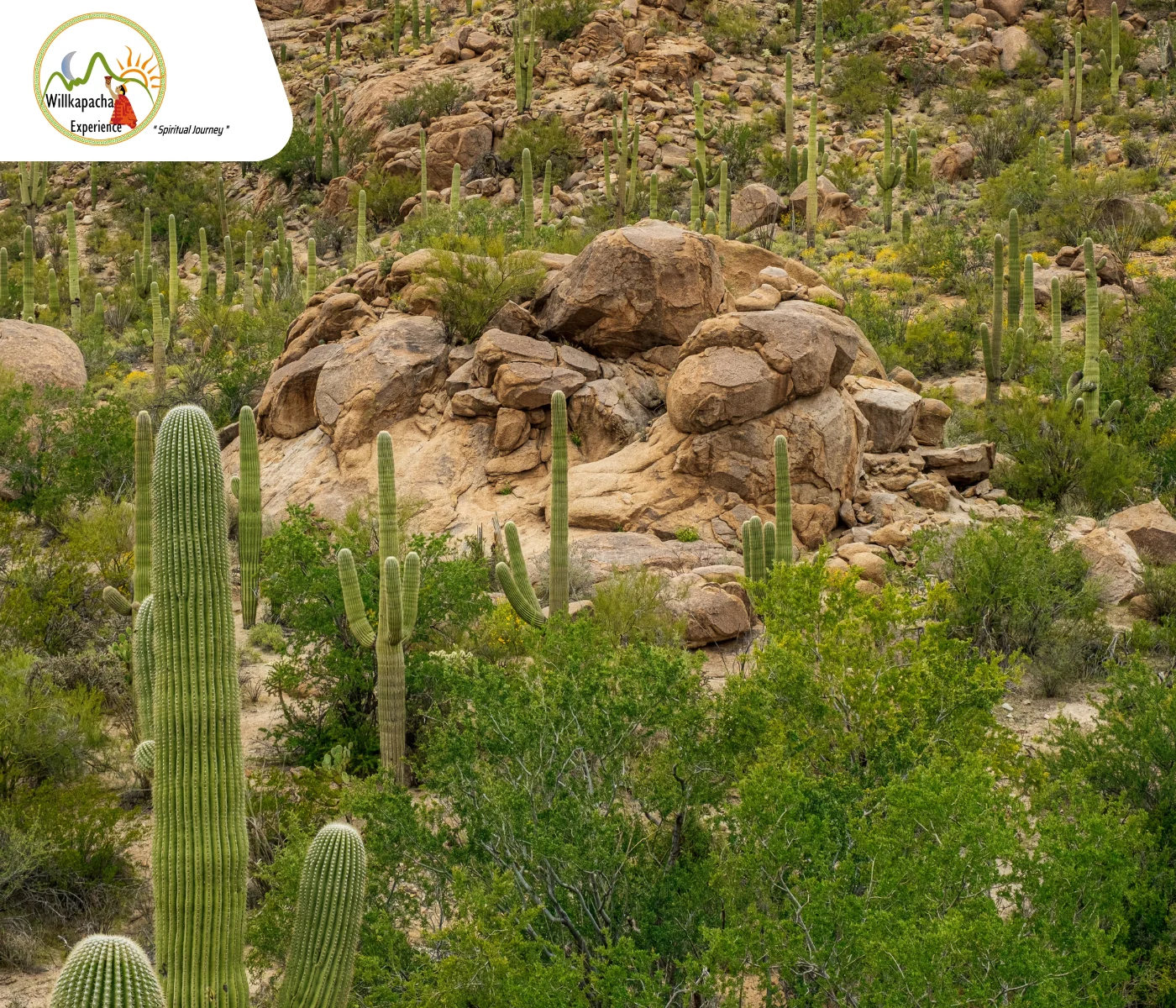 The Wachuma Ceremony: An Ancient Journey with the Cactus of the Four Winds