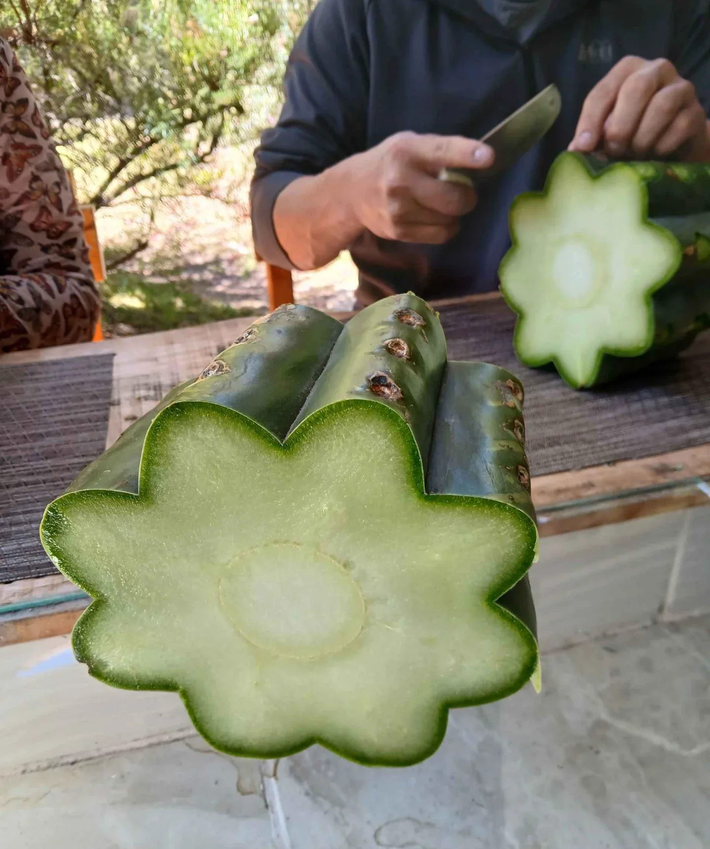 Cross-section of a San Pedro cactus showing its star shape